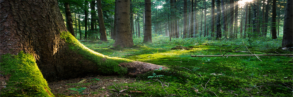 MEIO AMBIENTE E SUSTENTABILIDADE